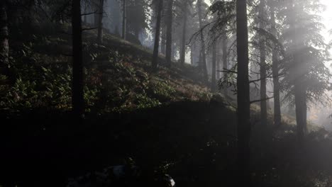 Ruhiger,-Launischer-Wald-Im-Nebligen-Nebel-Am-Morgen
